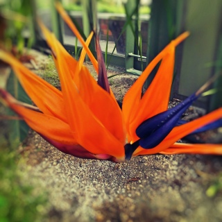 Bird of paradise